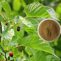 Mulberry Leaf Extract 1%~2%% DNJ (1-Deoxynojirimycin)