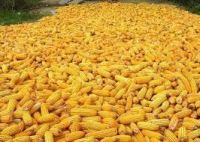 yellow corn