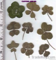 Five Leaf Clovers