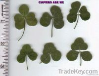 Six Leaf Clovers