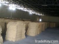 Dry Palm Fiber