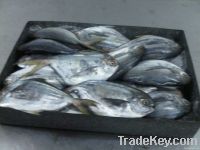 Butterfish (Peprilius medius)