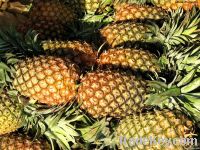 Fresh Pineapples