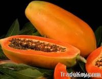 Papaya