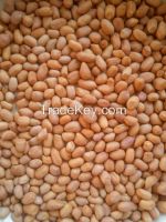 INDIAN GROUNDNUT KERNELS, SUMMER CROP 2015