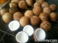 fresh matured coconut