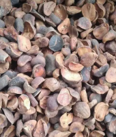 Kola Nut