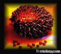 Palm oil