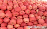 Professional supplier or Fresh Apple