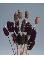 Dried Flowers