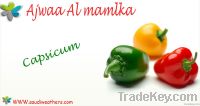 capsicum