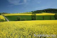 RAPESEED OIL DEGUMMED