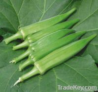 Supply Frozen okra