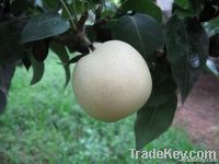 https://www.tradekey.com/product_view/2012-Chinese-Fresh-Emerald-Pear-Fruit-3396016.html