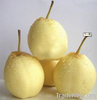china fresh pear fruit/fruits(ya pear)