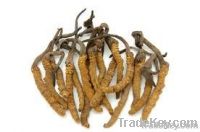 cordyceps sinensis