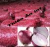 Fresh Red Onion