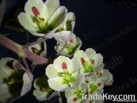 Fritillaria Ivory Bells