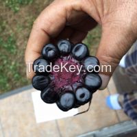 Purple corn - Antocyanin - Powder - Organic - GMO free