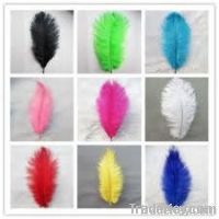 ostrich feathers