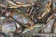 Mud Crabs