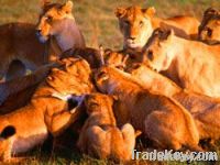 https://jp.tradekey.com/product_view/7-Days-Maasai-Mara-L-nakuru-Samburu-3462295.html