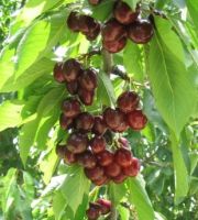 Turkish Cherry