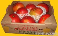 Mangoes of Mexico