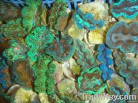 TRIDACNA CROCEA-BLUE GREEN