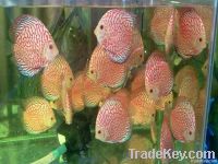 RED PIGEON DISCUS