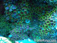 Zoanthid button polyps