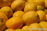 https://ar.tradekey.com/product_view/Adalia-Lemons-3449055.html
