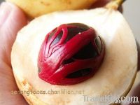 HQ Nutmeg From Srilanka CHEAPEST