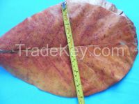 Dried Indian Almond Leaves