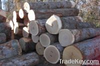 VENEER LOGS