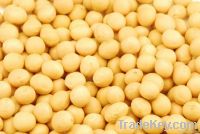 Chinese Origin Soybeans