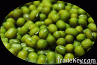 Chinese Origin Mung beans