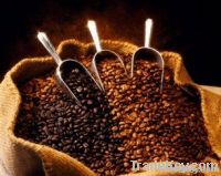 Export Arabica Coffee Beans | Arabica Coffee Bean Importer | Arabica Coffee Beans Buyer | Buy Arabica Coffee Beans | Arabica Coffee Bean Wholesaler | Arabica Coffee Bean Manufacturer | Best Arabica Coffee Bean Exporter | Low Price Arabica Coffee Beans | 