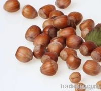 Hazelnuts in shell