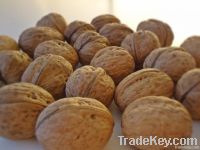 Walnut Suppliers | Walnut Exporters | Walnut Manufacturers | Cheap Walnut | Wholesale Walnut | Discounted Walnut | Bulk Walnut | Walnut Buyer | Import Walnut