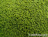 Green Mung Beans - Vigna radiata