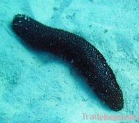 Sea cucumber