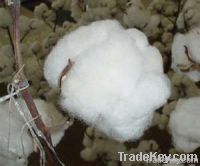 Raw Cotton