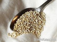 Conventional Quinoa