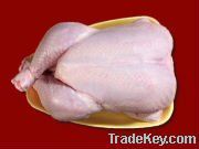 Halal Whole  Frozen Chicken