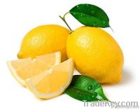 https://ar.tradekey.com/product_view/Argentine-Concentrated-Lemon-Juice--3594097.html