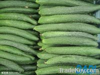 https://www.tradekey.com/product_view/Fresh-Cucumber-3512002.html