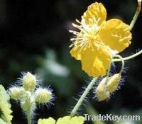 Celandine extract