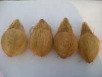 Fresh Naturally Matured Indian Coconuts in Semi Husked Form