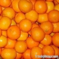 Fresh oranges